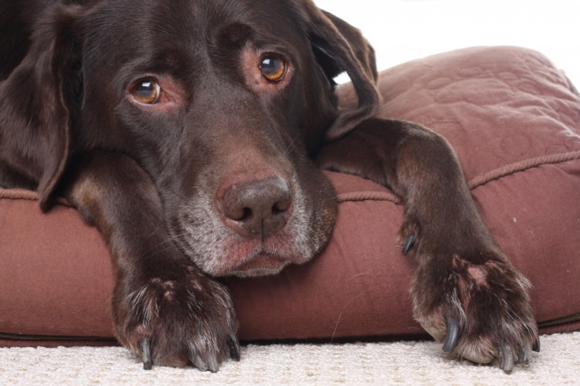 Woman Rapes Man’s Dog and Fractures Its Penis