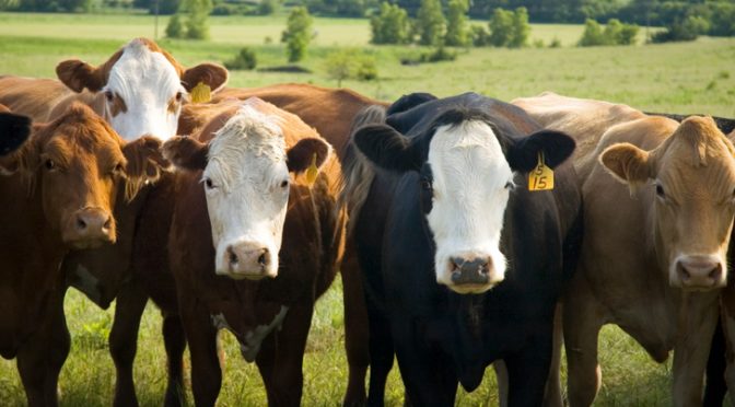 Jello Covered Man Has Sex With a Cow Whilst Friend Films it!