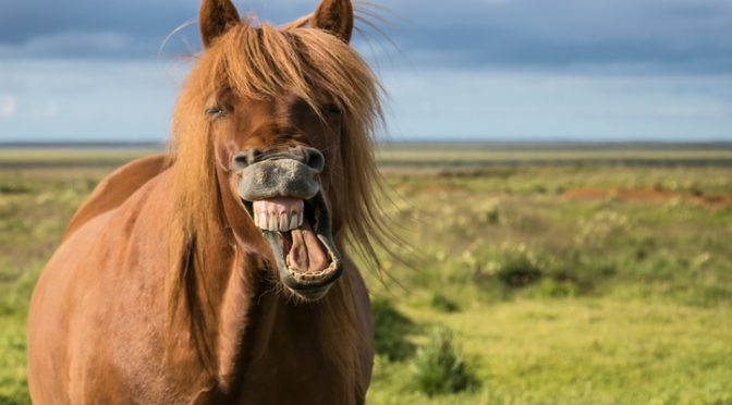 Man Waves Horse Penis Round His Head and Jerks it Off!