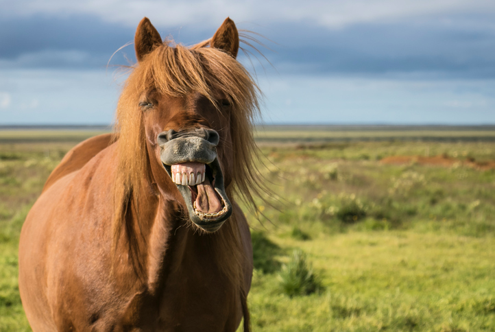 a horse looking at the camera