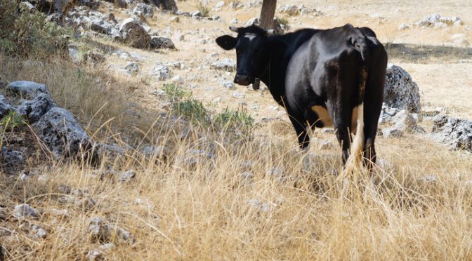 Man Banned From All Farms After Masturbating Over Cows