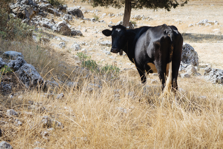 A cow in a field